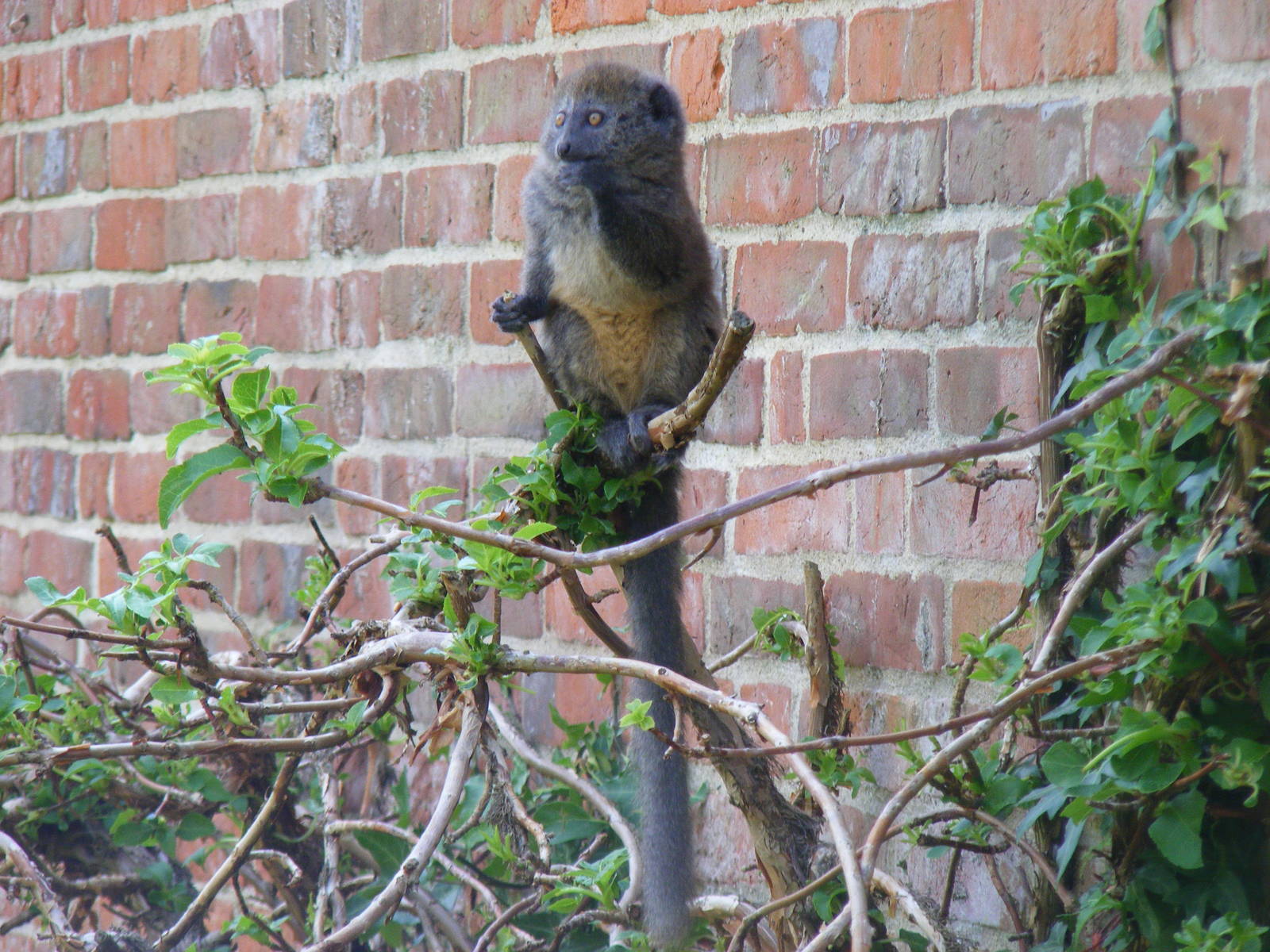 Manga the Alaotran gentle lemur at Marwell Wildlife, 27 June 2010