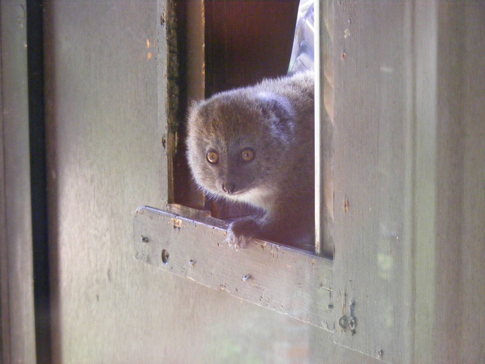 Manga the Alaotran gentle lemur at Marwell Wildlife, 27 June 2010
