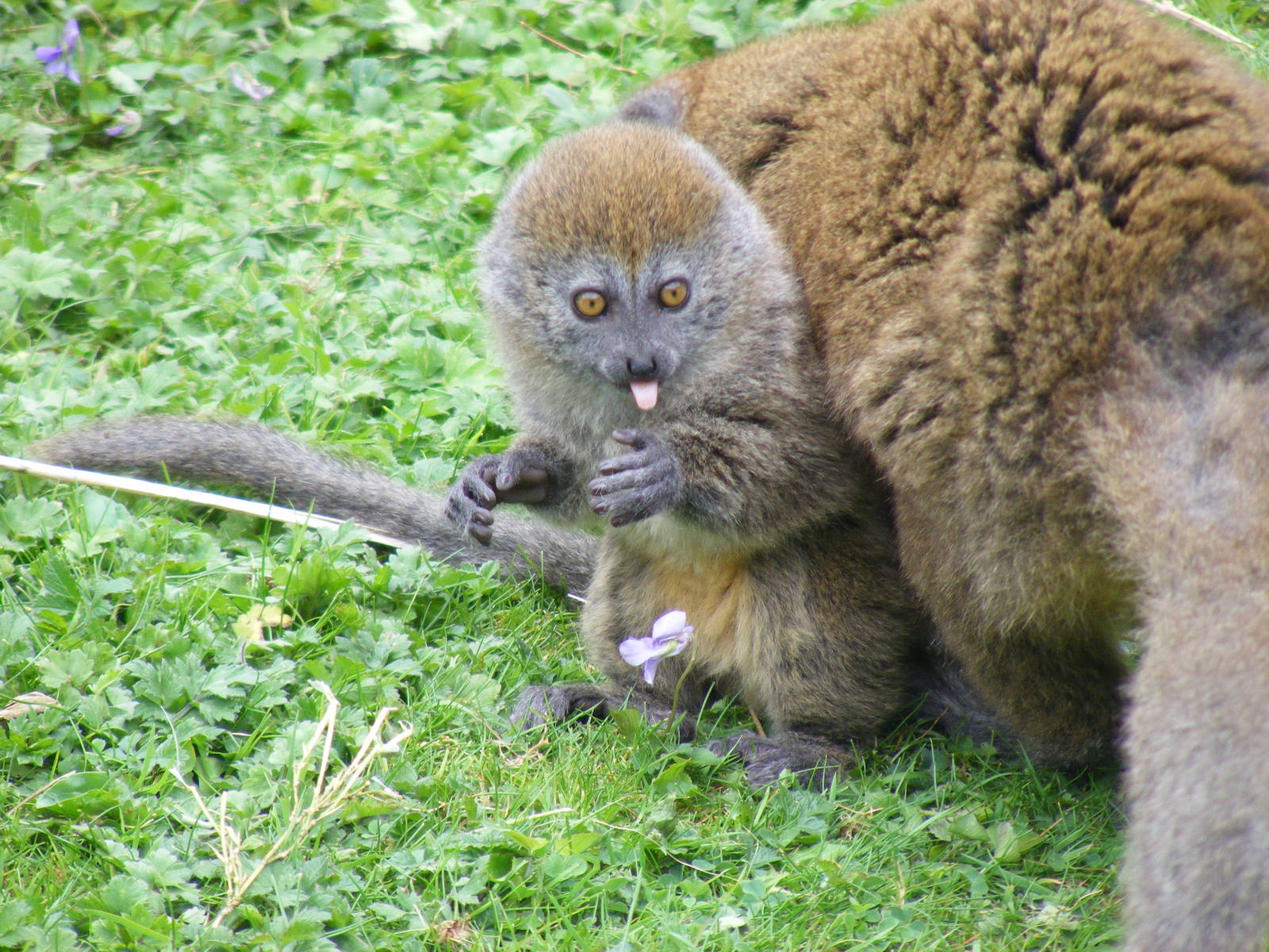 Manga the Alaotran gentle lemur at Marwell Wildlife, 9 May 2010