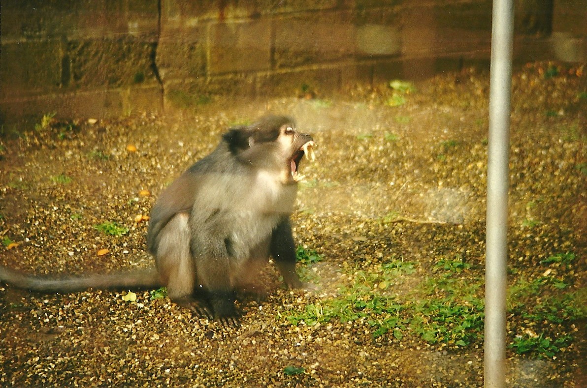 Mangabey aggression 6th March 1999