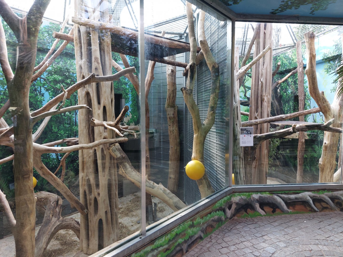 Mangabey and guenon indoor, formerly orangutan