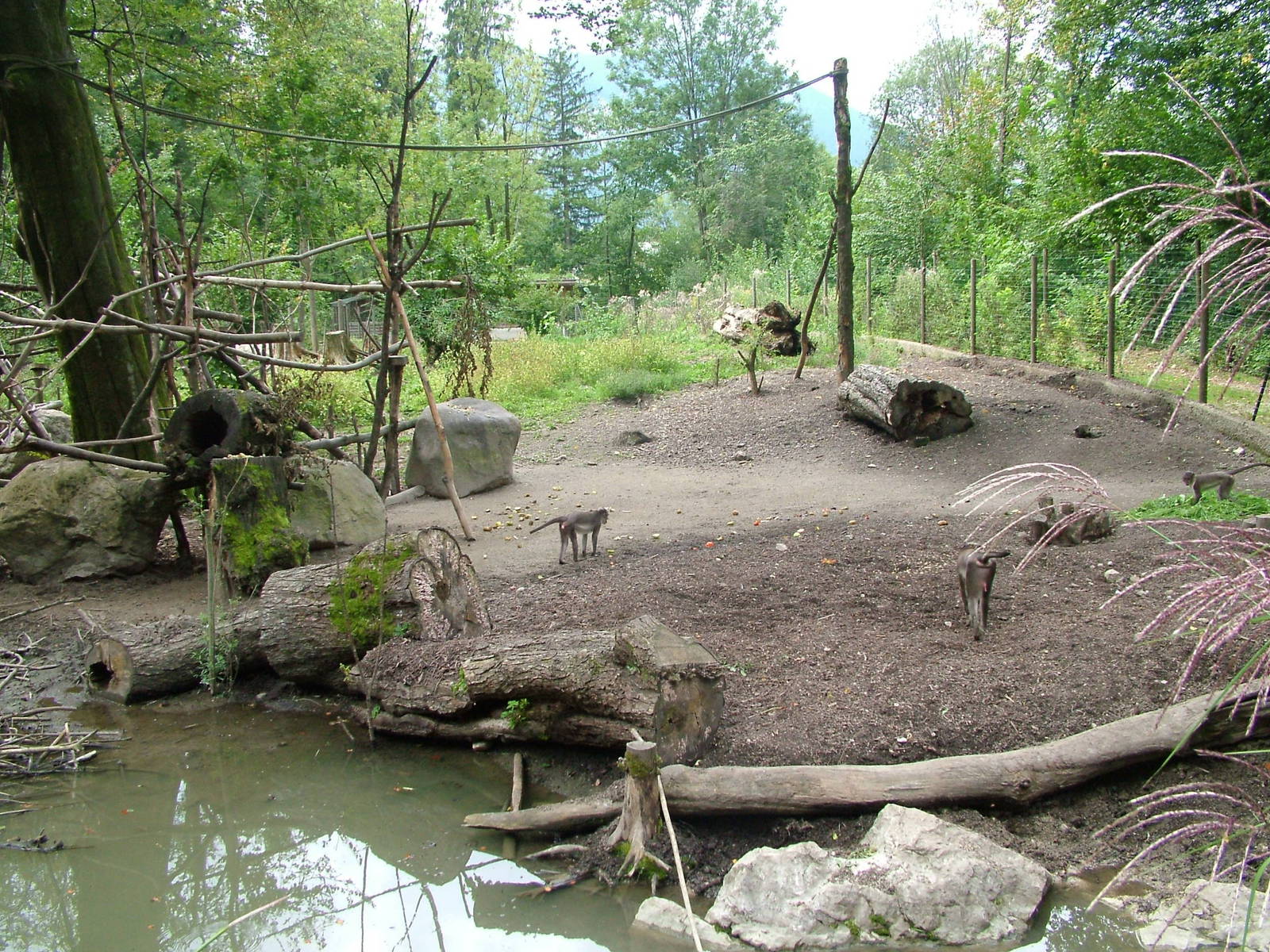 Mangabey and Red River Hog enclosure at Salzburg Zoo