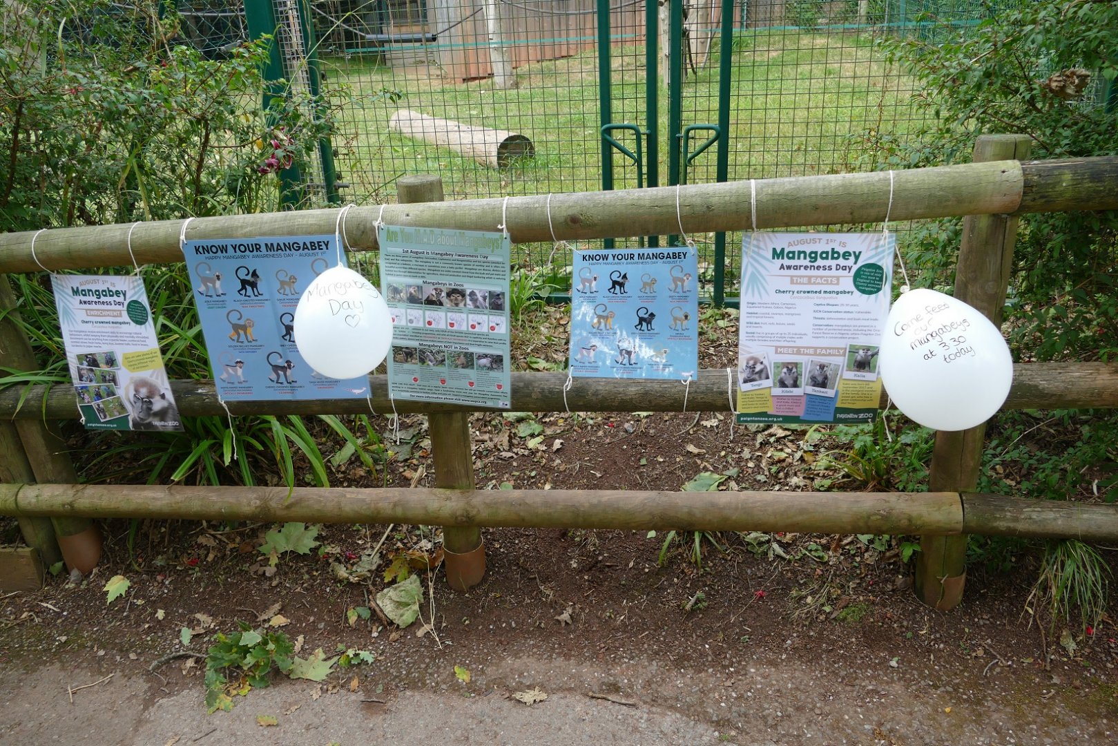 Mangabey Awareness Day, August 2018