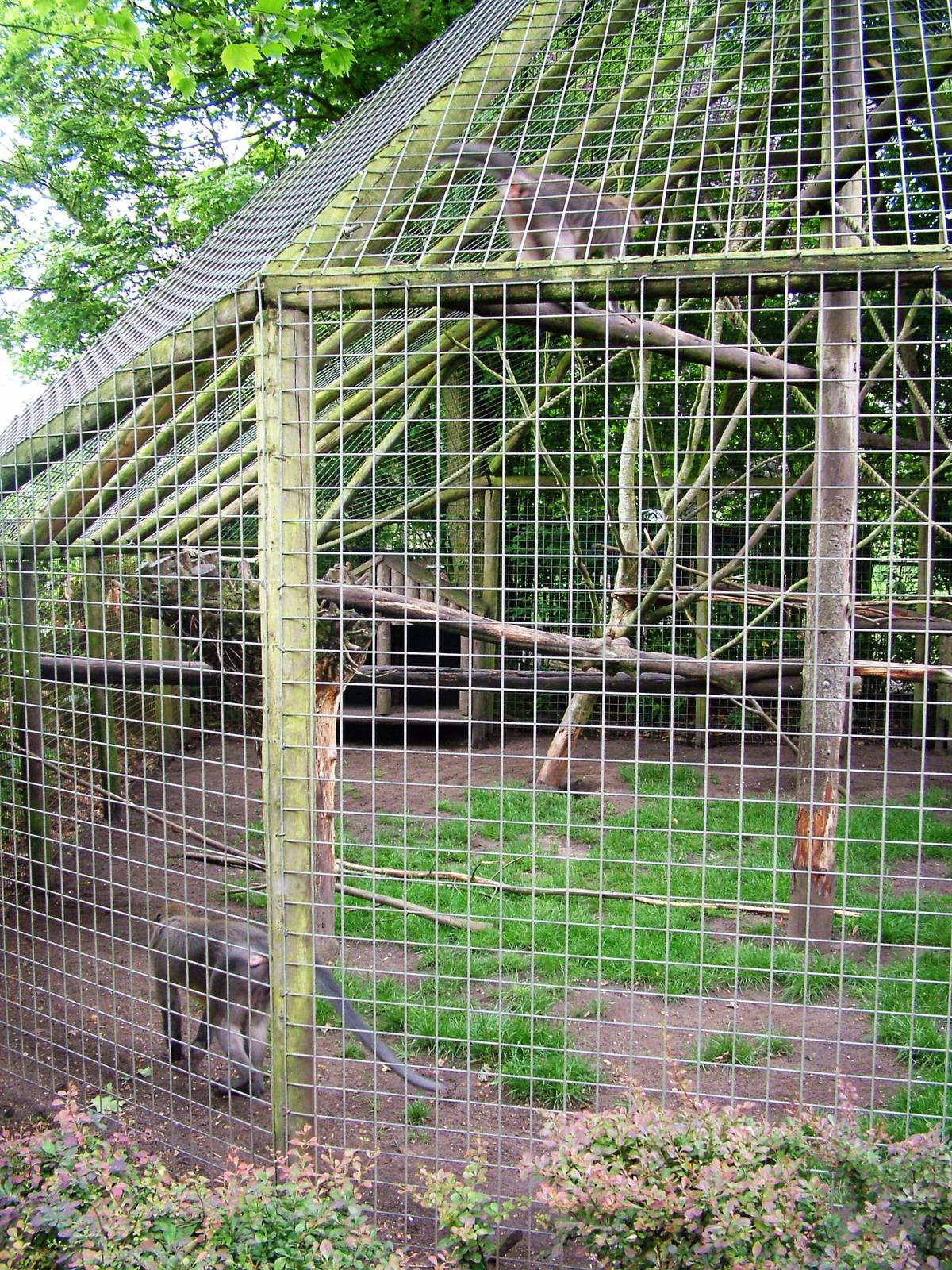 Mangabey Enclosure at Wissel Zoo, Epe, 01/06/12