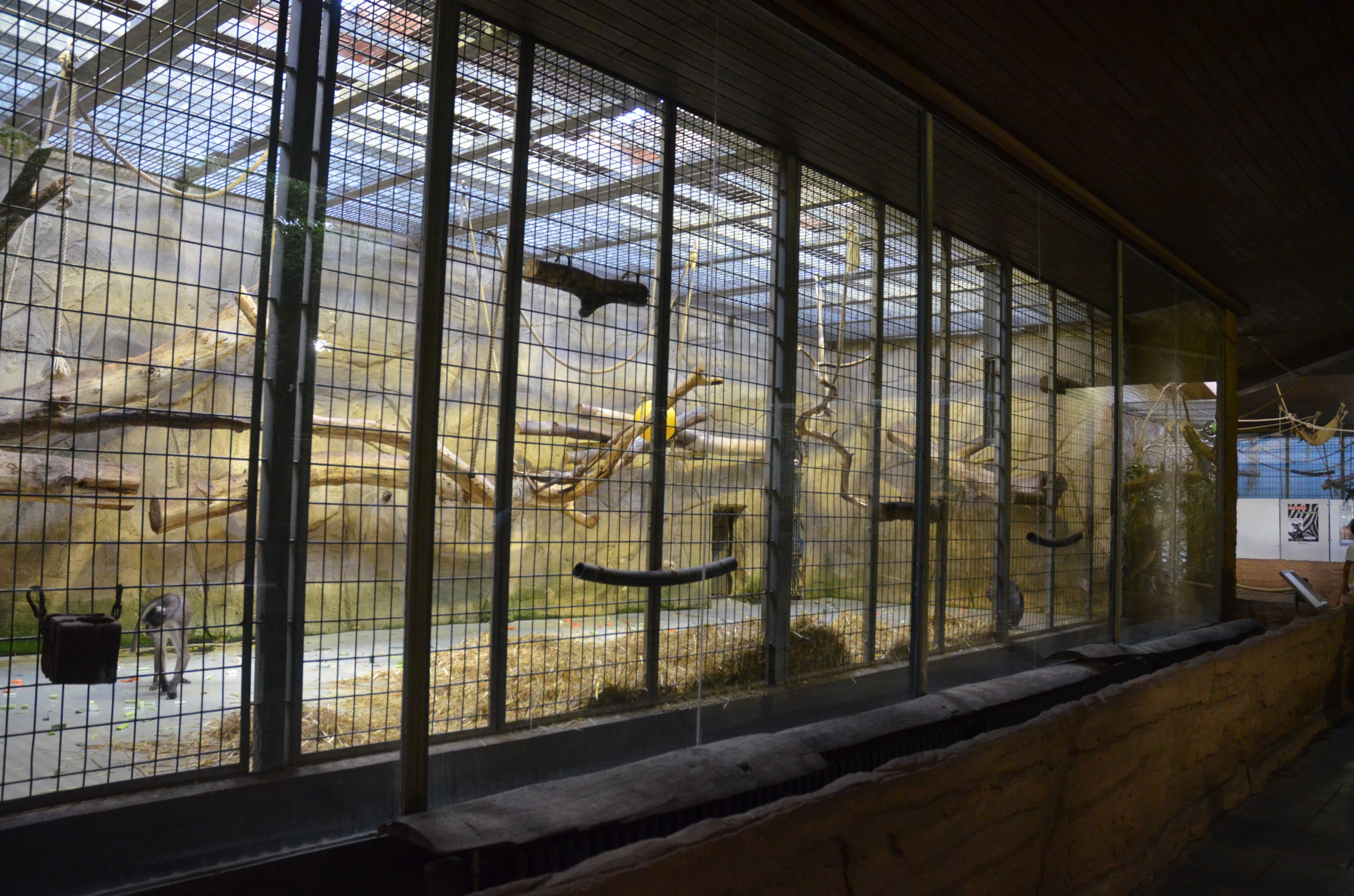 Mangabey Enclosure in Aequatorium at Duisburg, 17/06/19