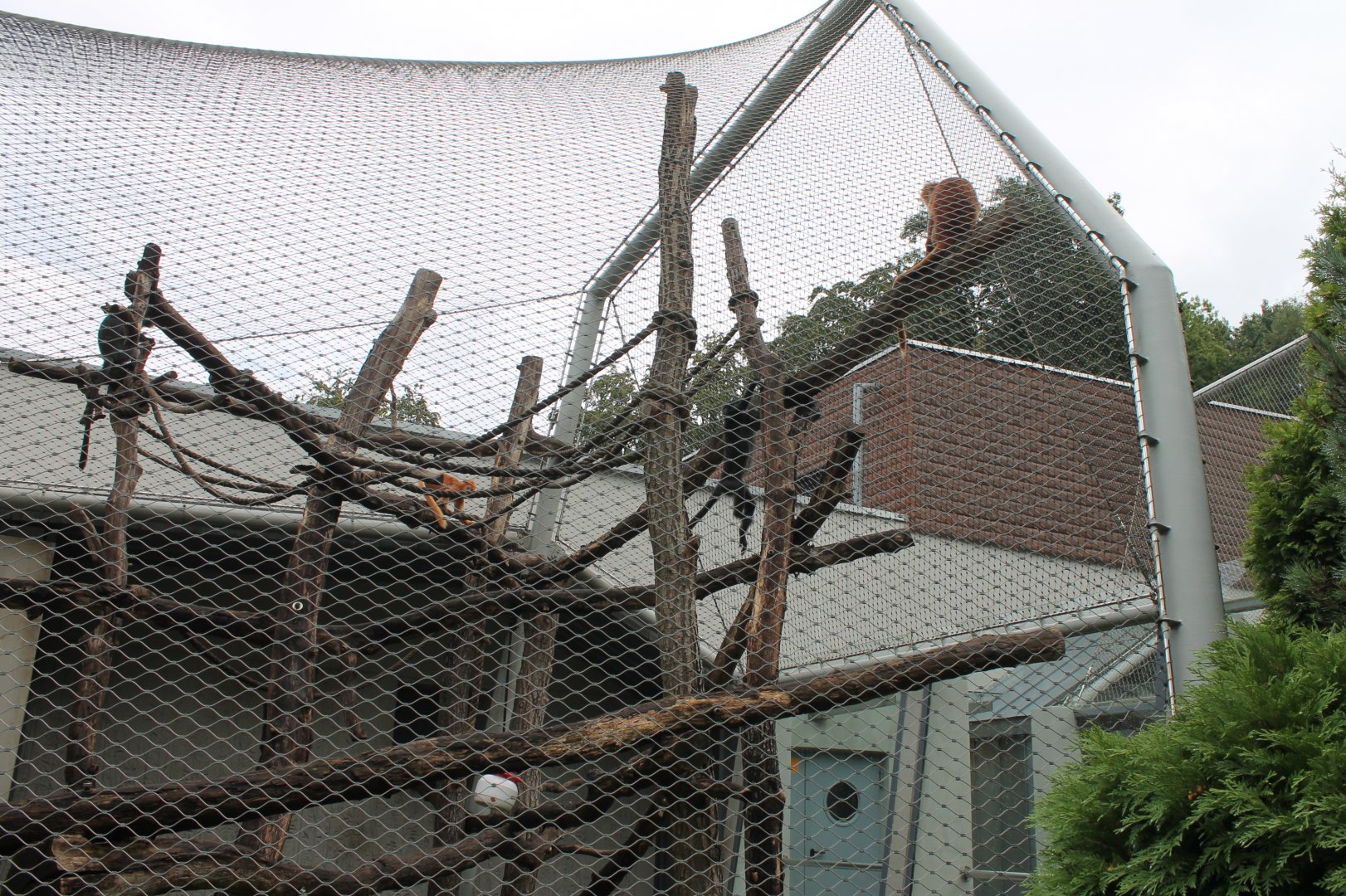 Mangabey Enclosure