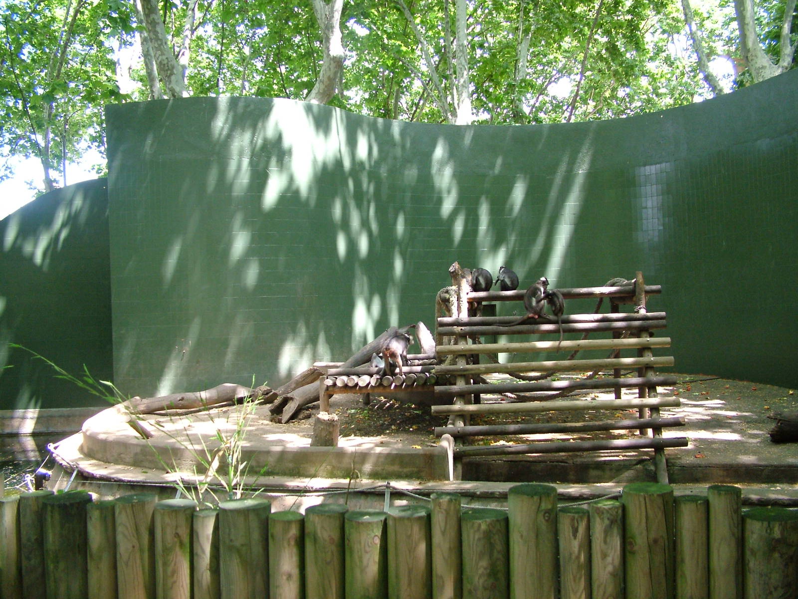 Mangabey Exhibit at Barcelona, 30/05/11