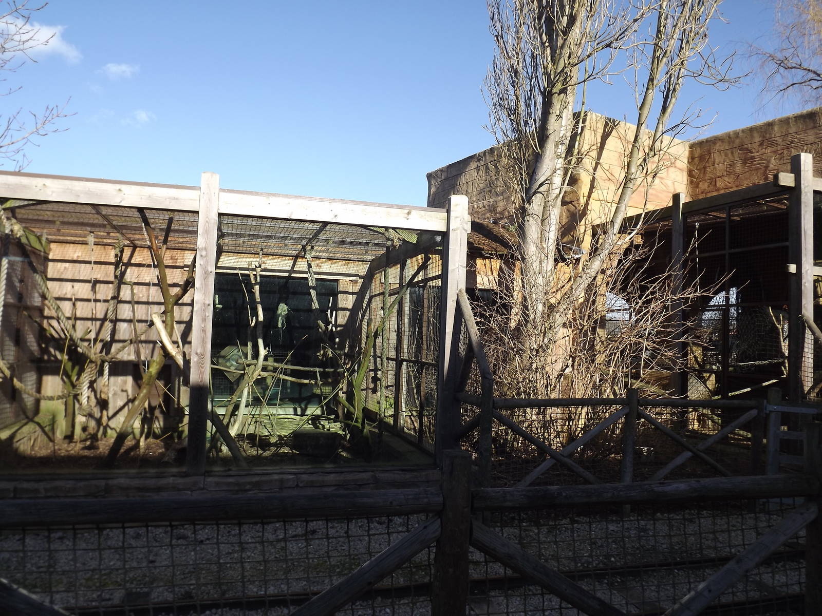 Mangabey exhibit at Flamingoland 19/02/12