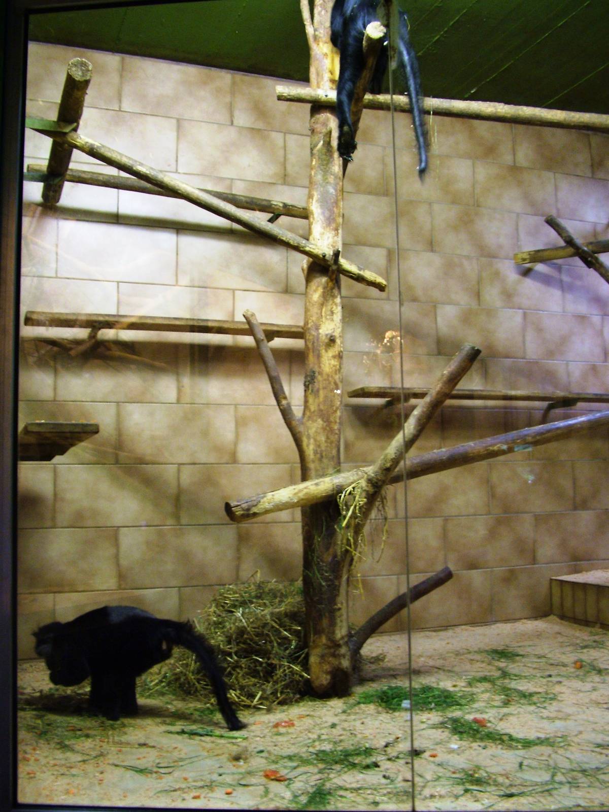 Mangabey Exhibit at Rheine, 03/06/12