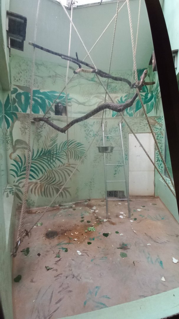Mangabey - indoor enclosure
