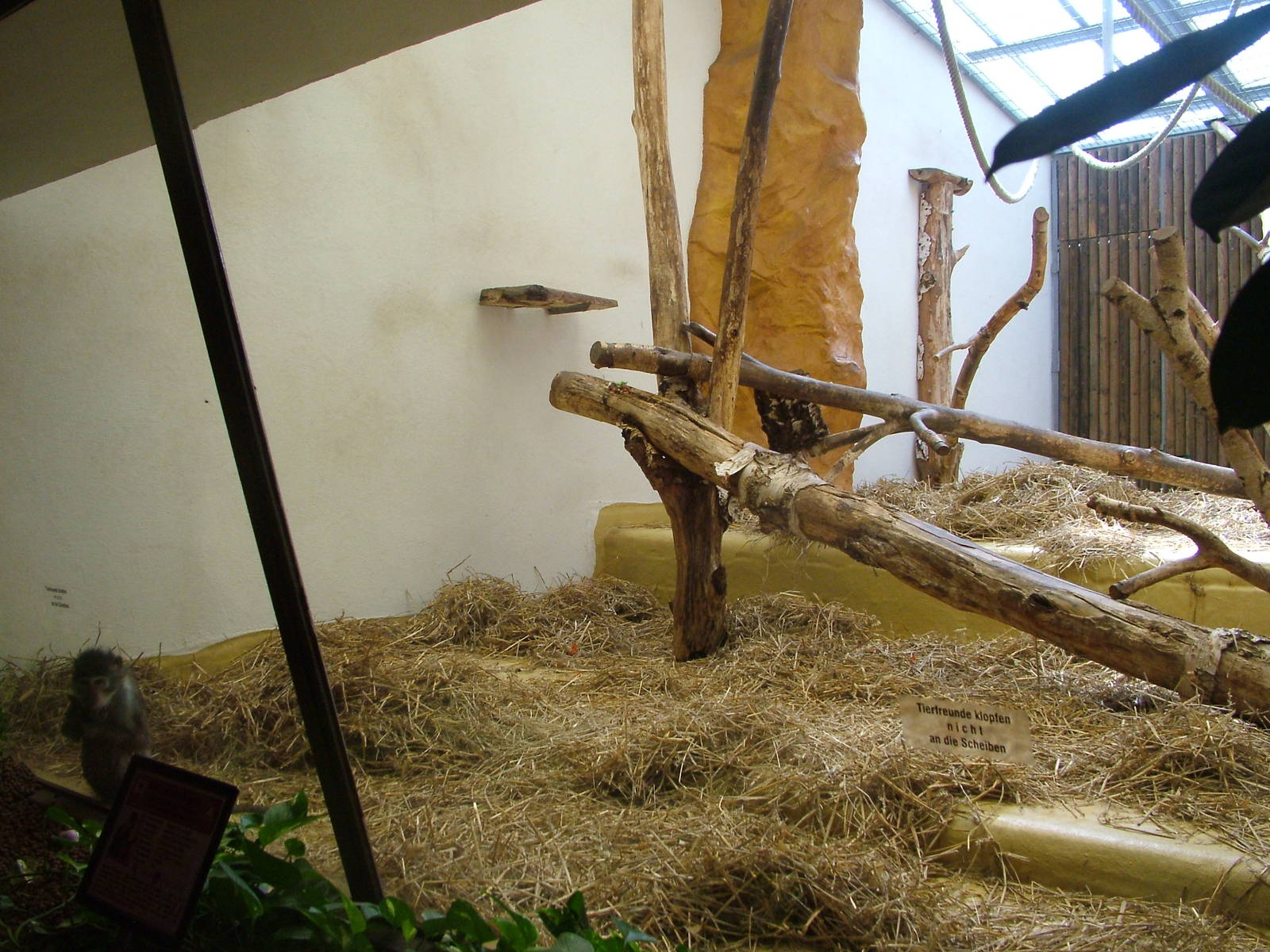 Mangabey Indoor Exhibit at Landau Zoo, 04/09/10
