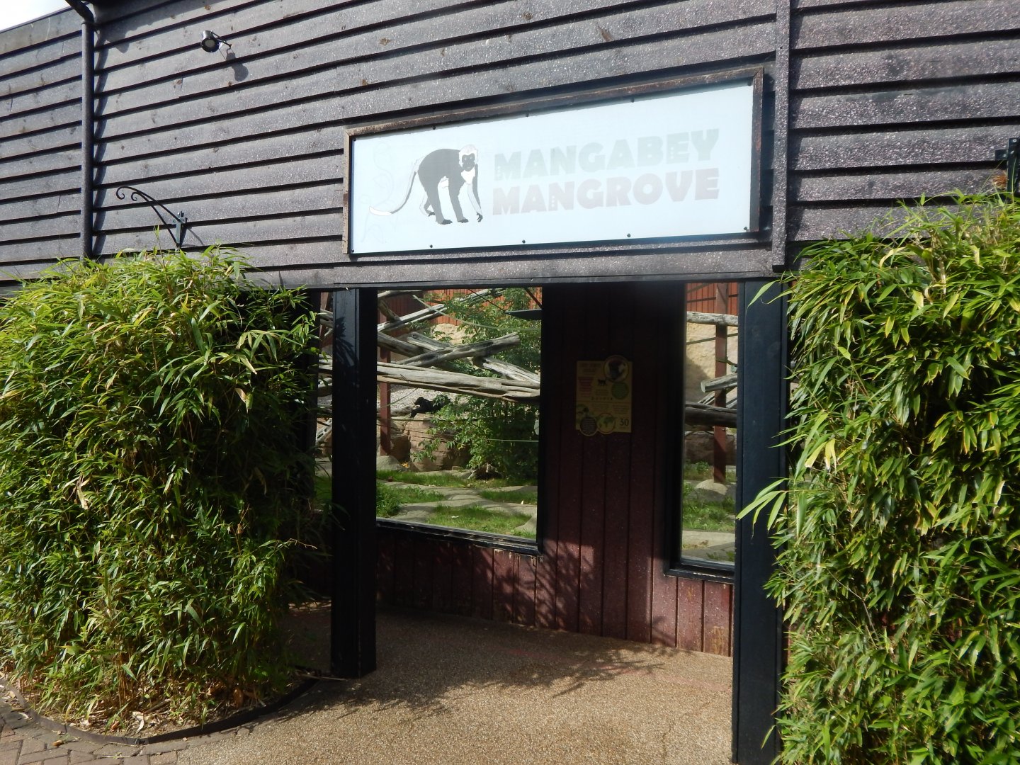 Mangabey Mangrove 110925