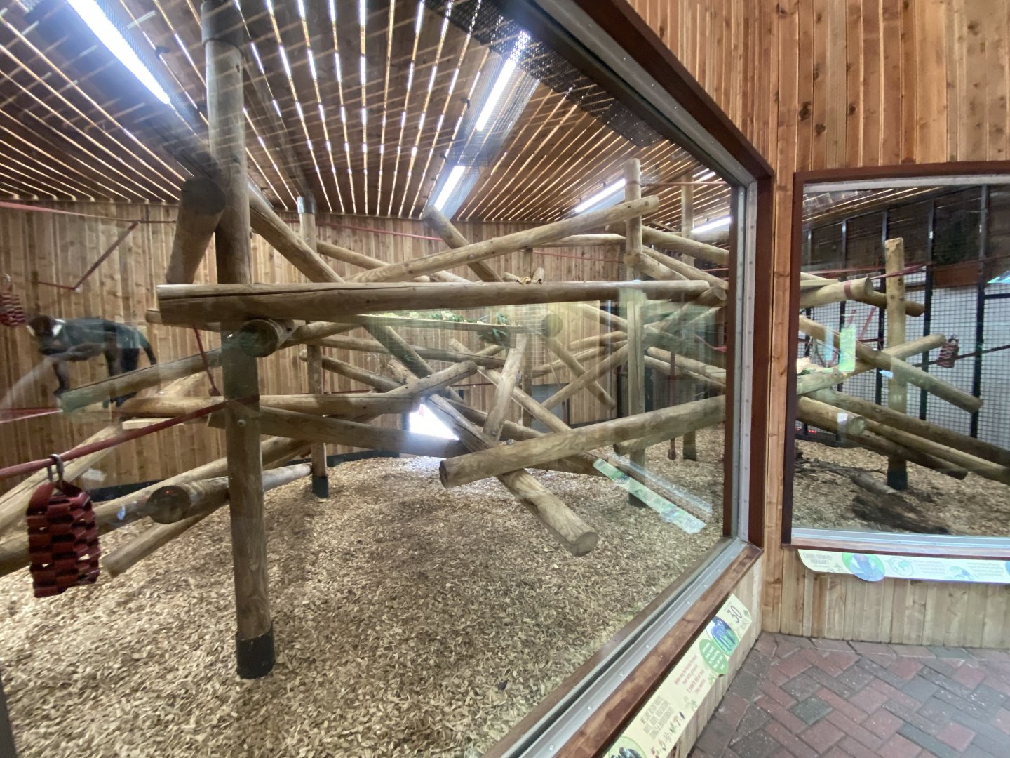 Mangabey Mangrove - Cherry-crowned mangabey enclosure 110925