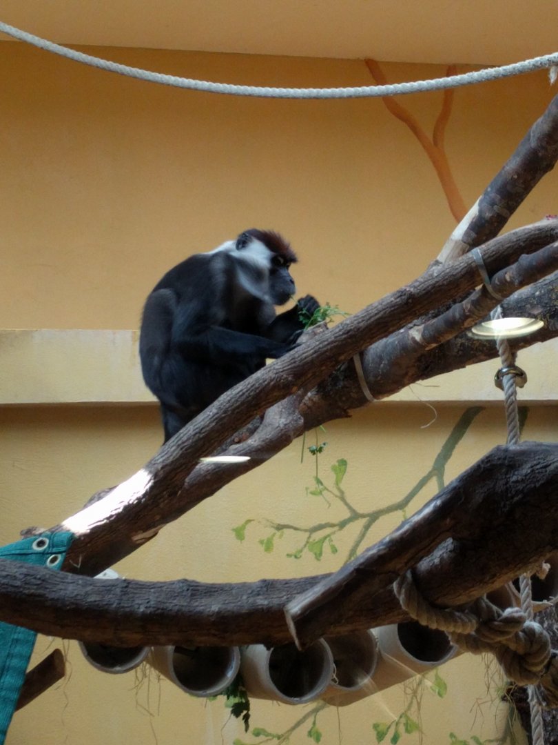 Mangabey Monkey Indoor Enclosure