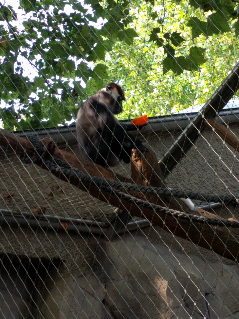 Mangabey Monkey Outdoor Enclosure