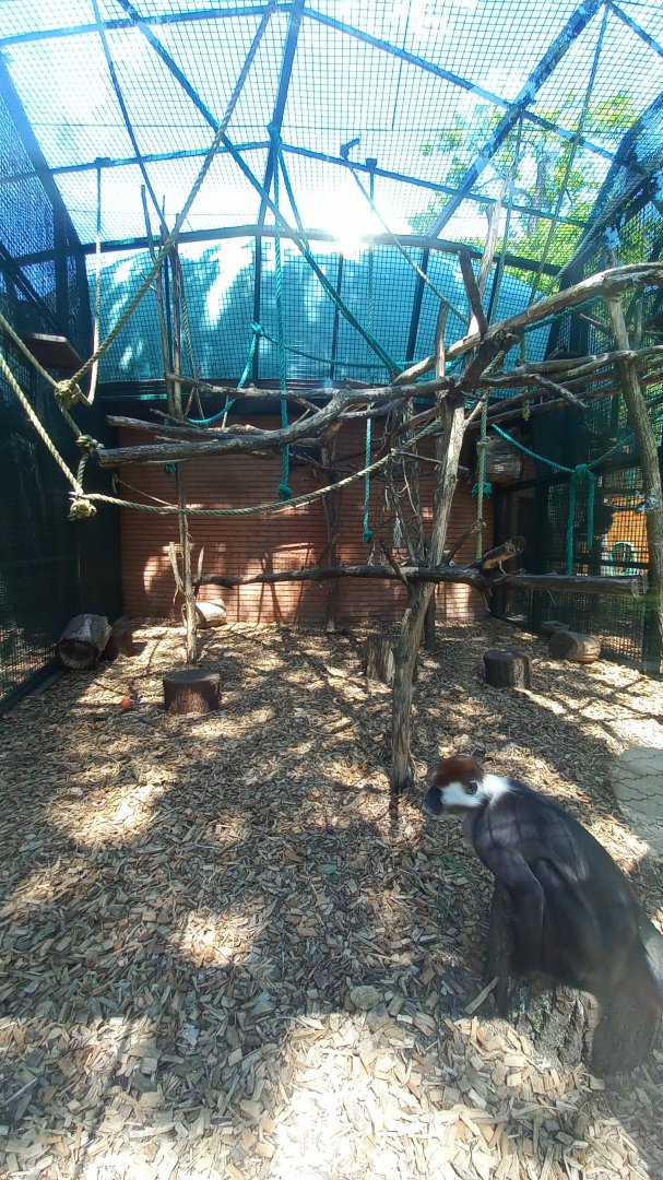 Mangabey - outdoor enclosure