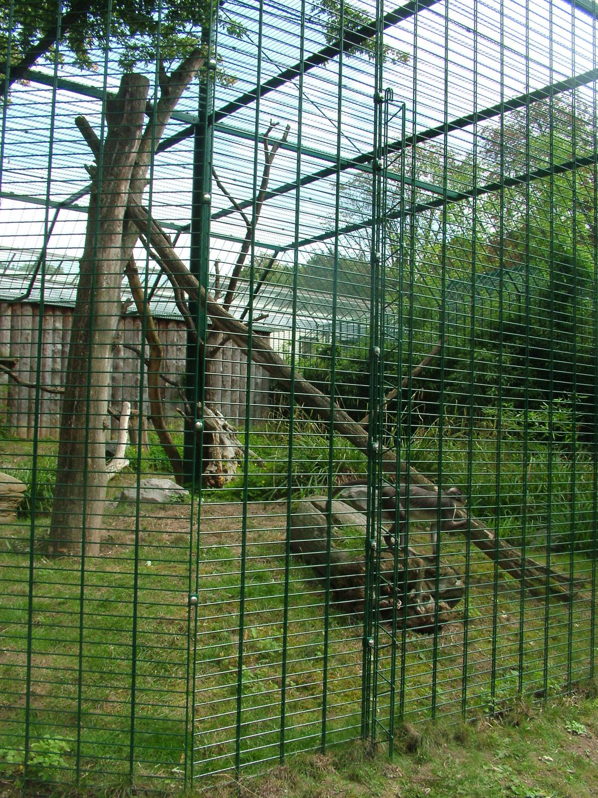 Mangabey Outdoor Exhibit at Landau Zoo, 04/09/10