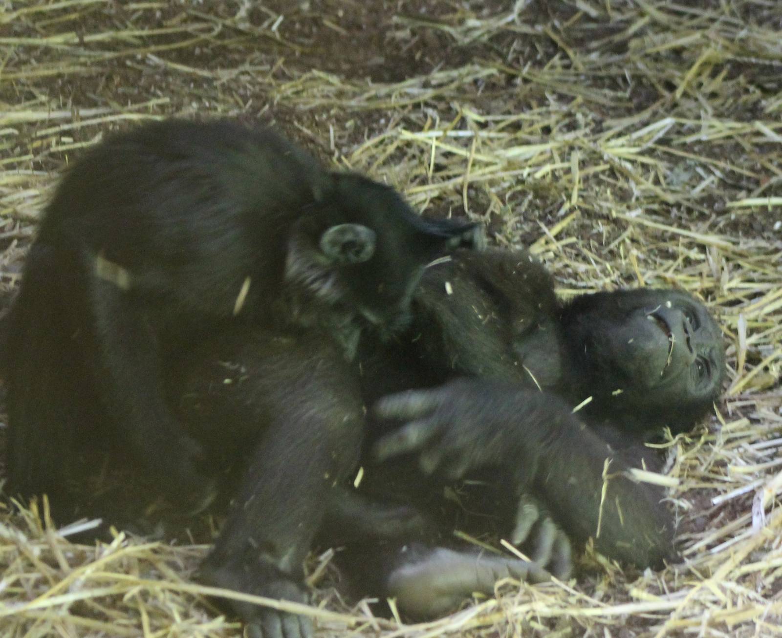 Mangabey playing with Gorilla youngster