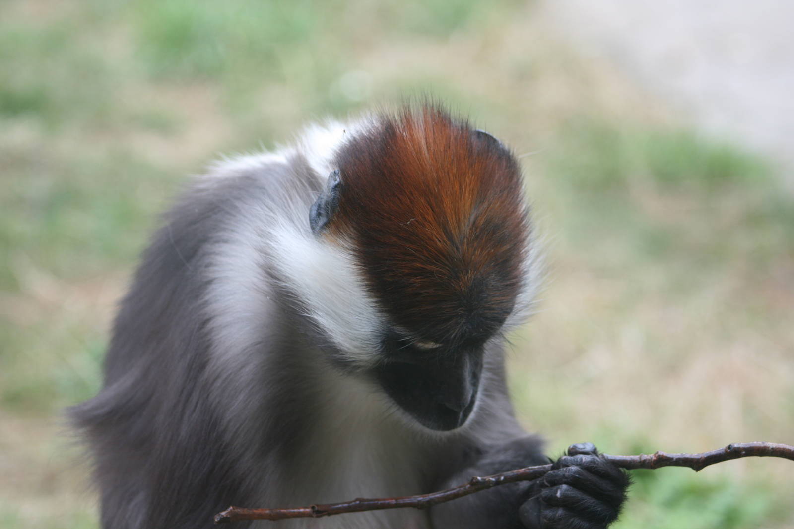 Mangabey