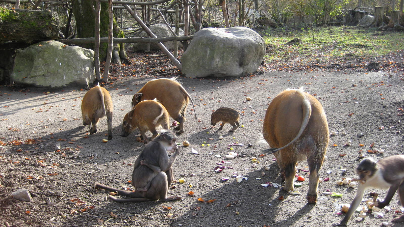 Mangabeys and Red River hogs