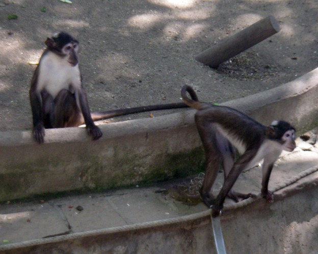 Mangabeys (Cercocebus atys ssp. lunulatus)