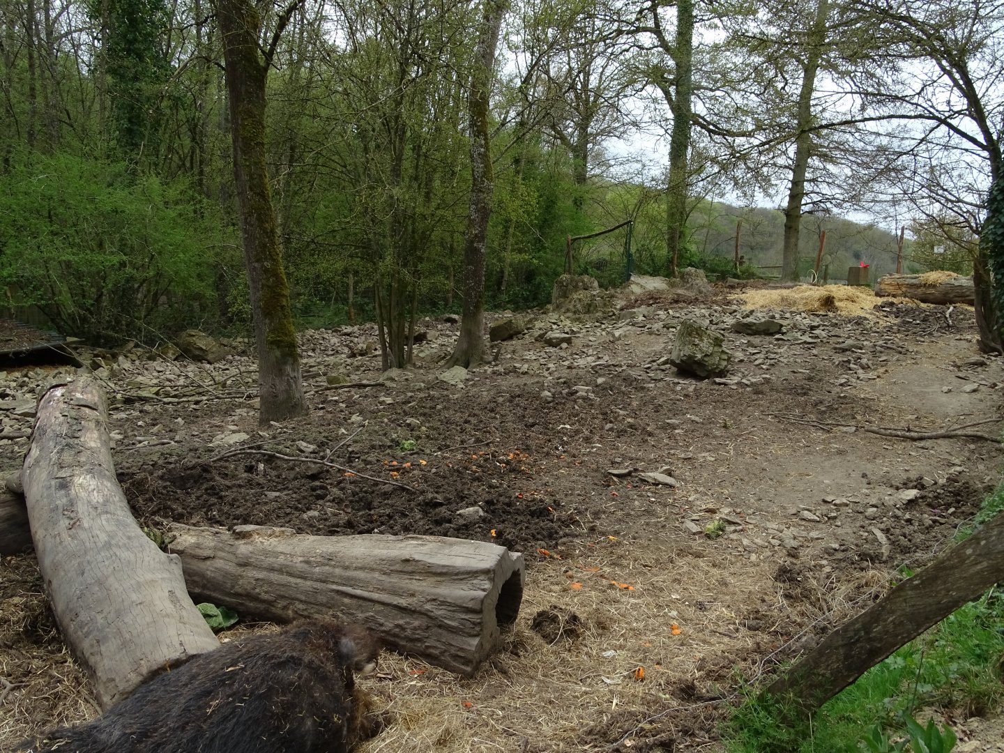 Mangalica exhibit - Parc animalier d'Ecouves