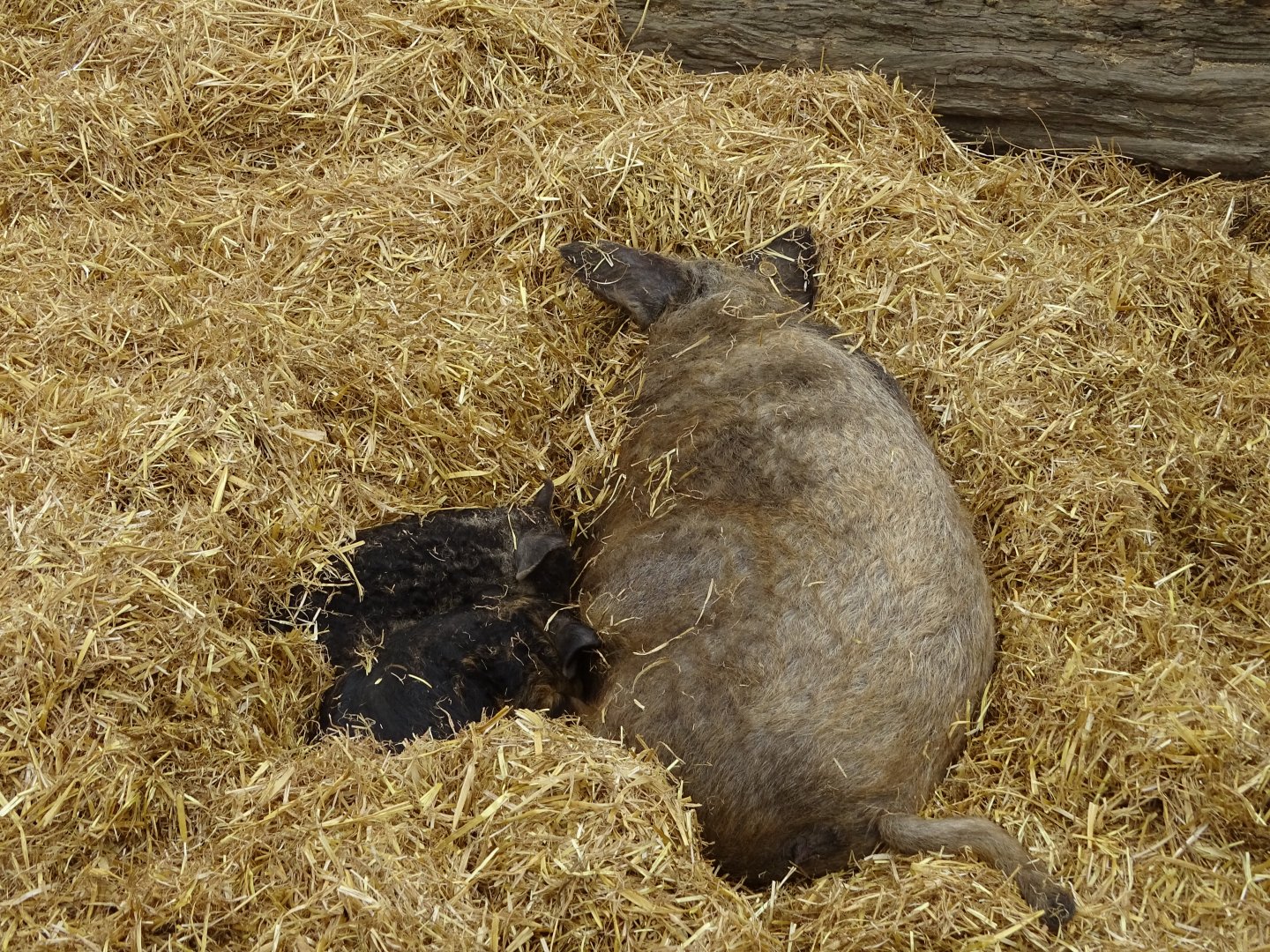 Mangalica - Parc animalier d'Ecouves