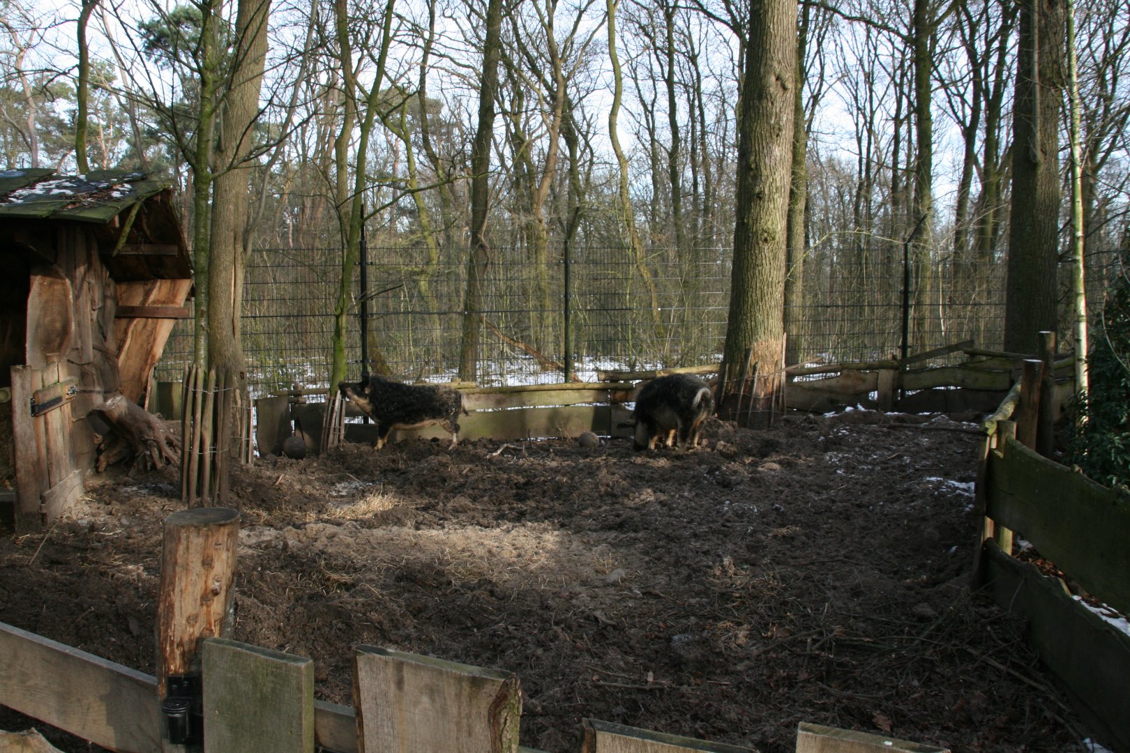Mangalica pig enclosure