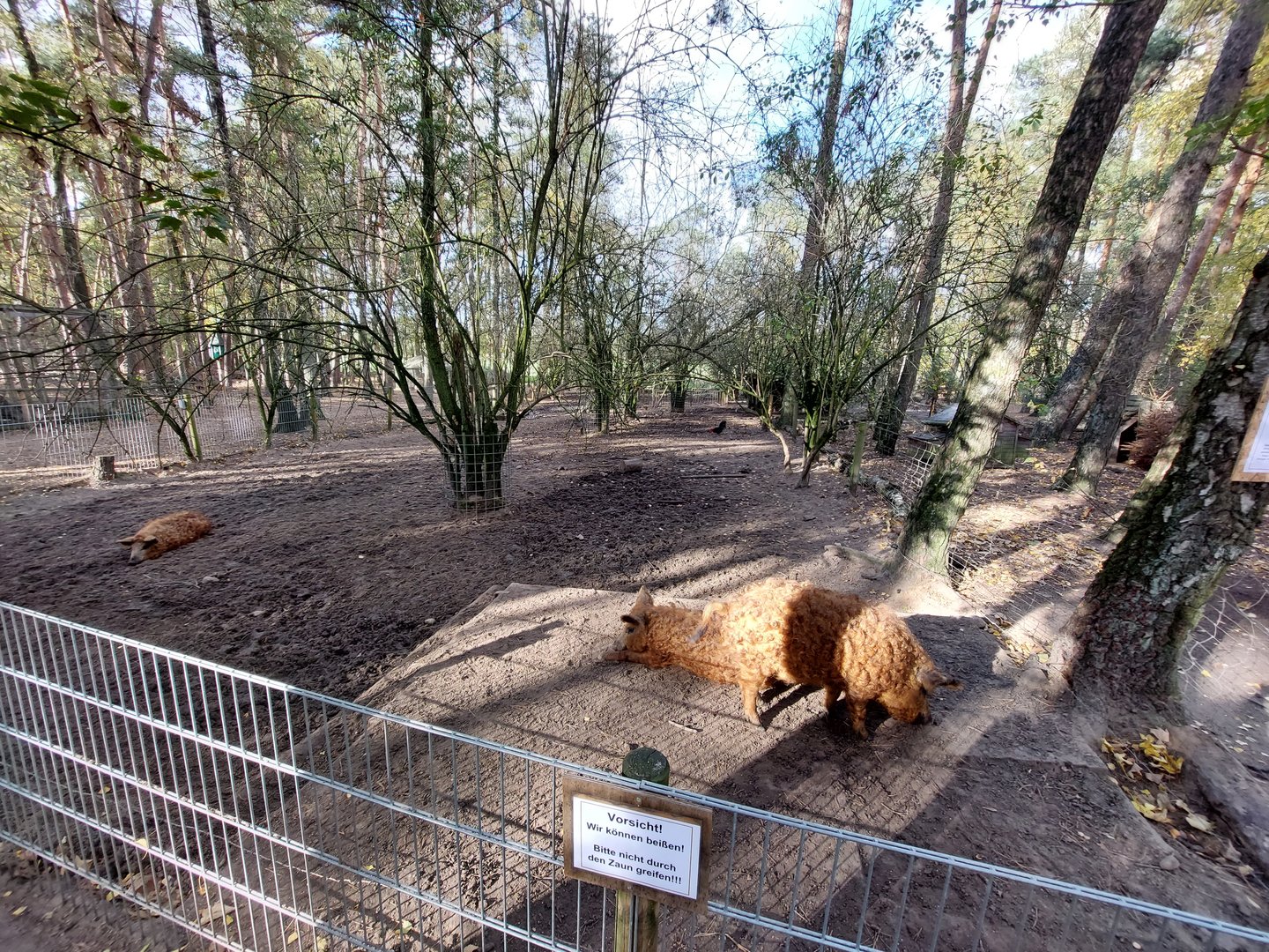 Mangalica pigs