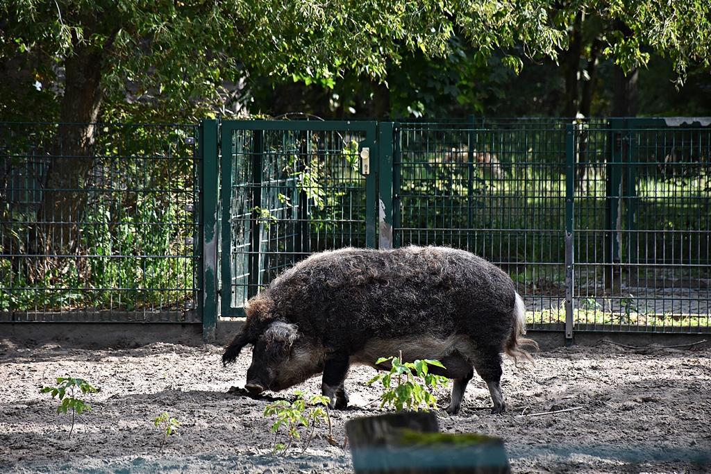Mangalica