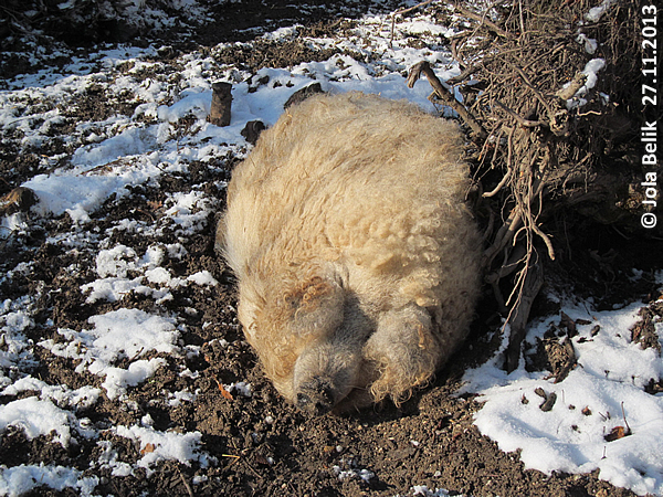 Mangalitsa at Zoo Hellbrunn Salzburg