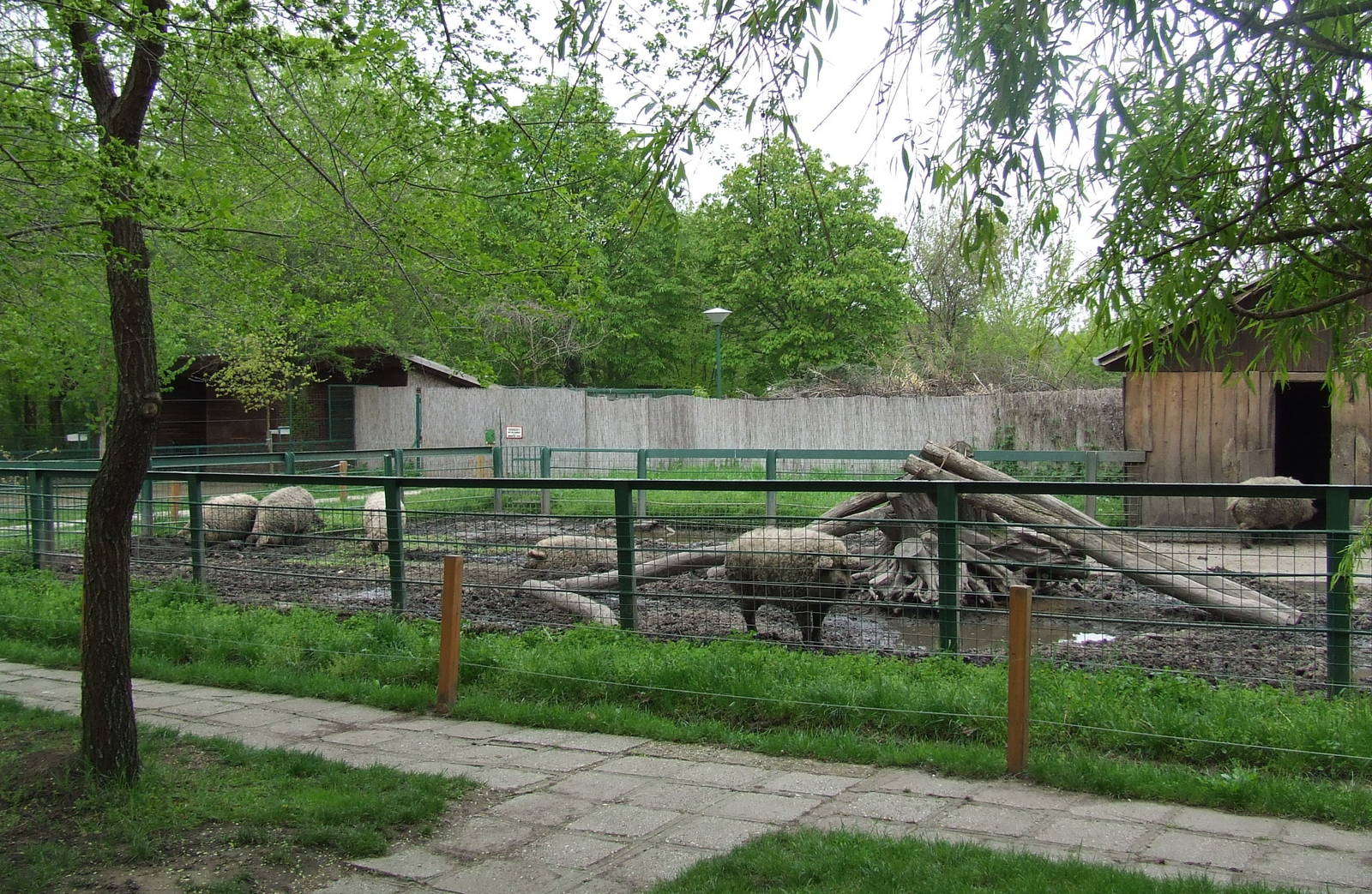 Mangalitsa enclosure