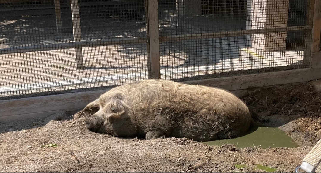 Mangalitsa Pig (8/10/23)