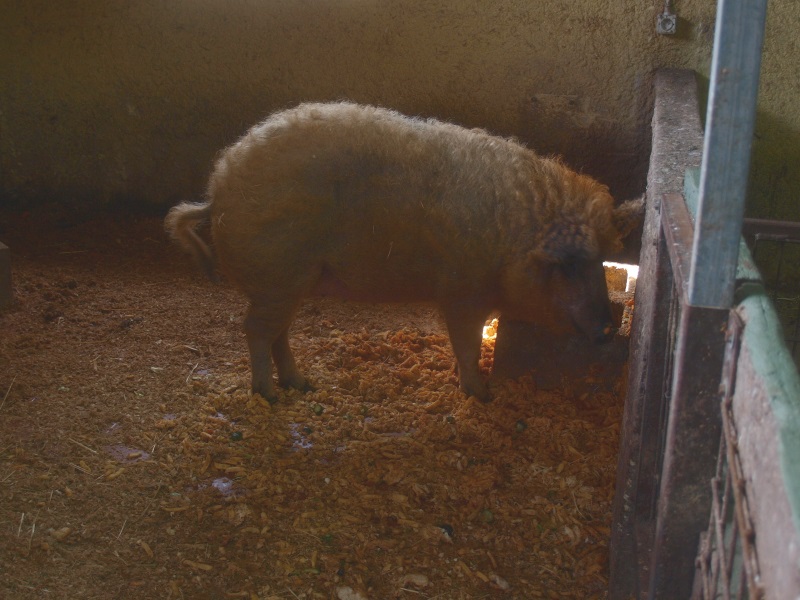 Mangalitsa pig eating restaurant scraps (April 19th, 2015)
