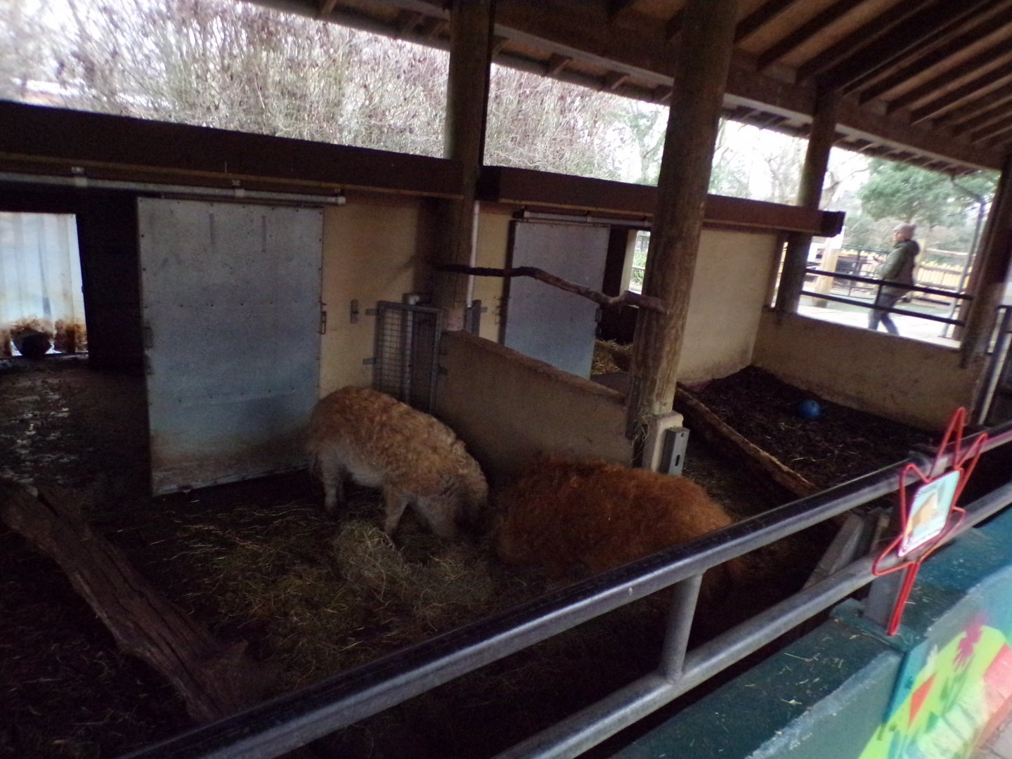 Mangalitsa pig pen 11.2.25