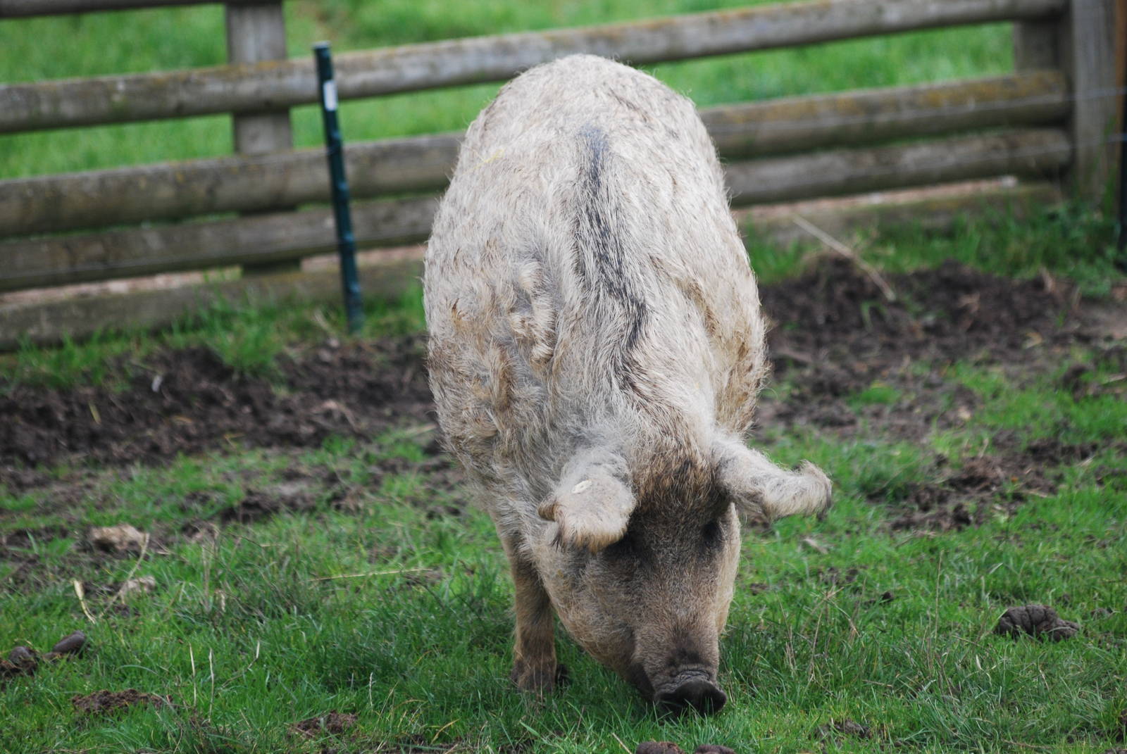 Mangalitsa pig