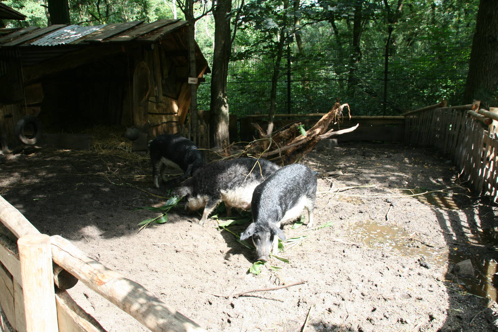 Mangalitsa pigs
