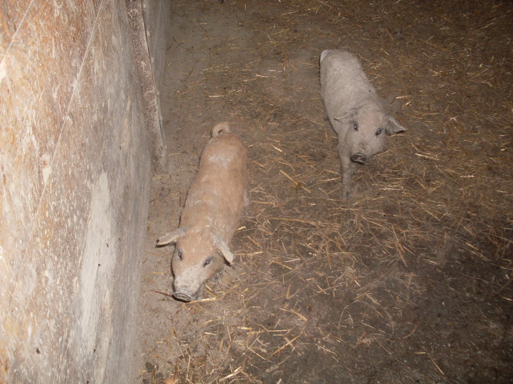 Mangalitsa pigs