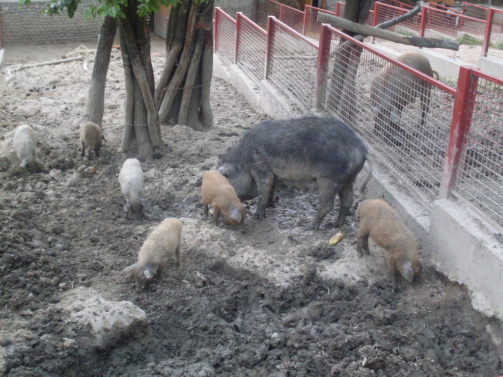 Mangalitsa pigs