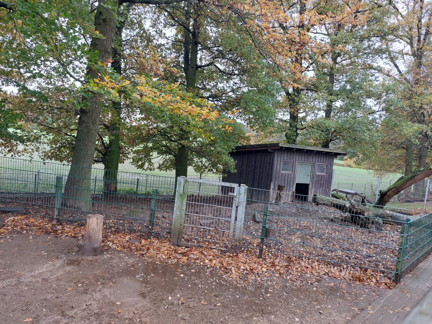Mangalitza pig enclosure (Stadtpark Emsdetten)
