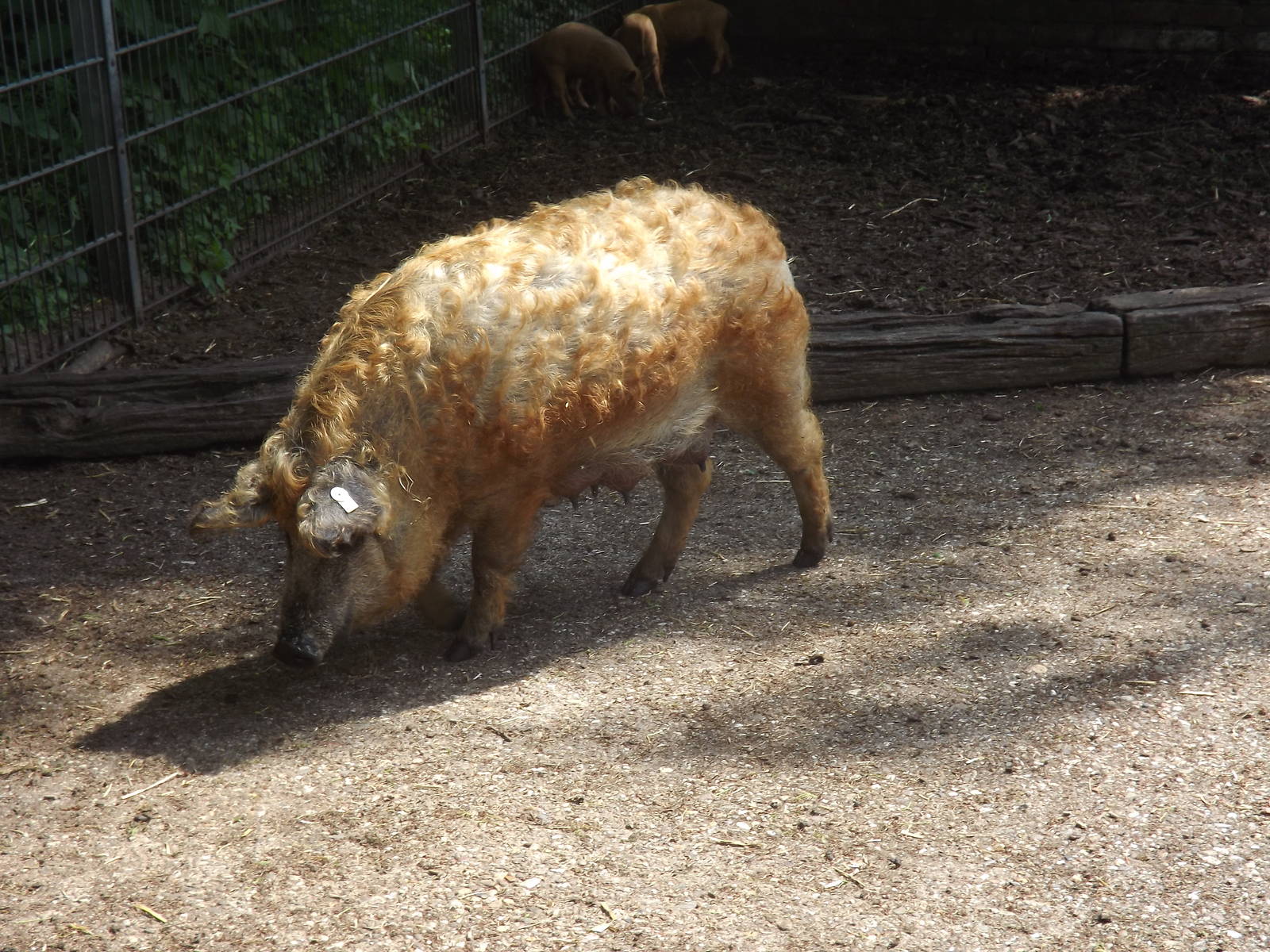 Mangalitza pig