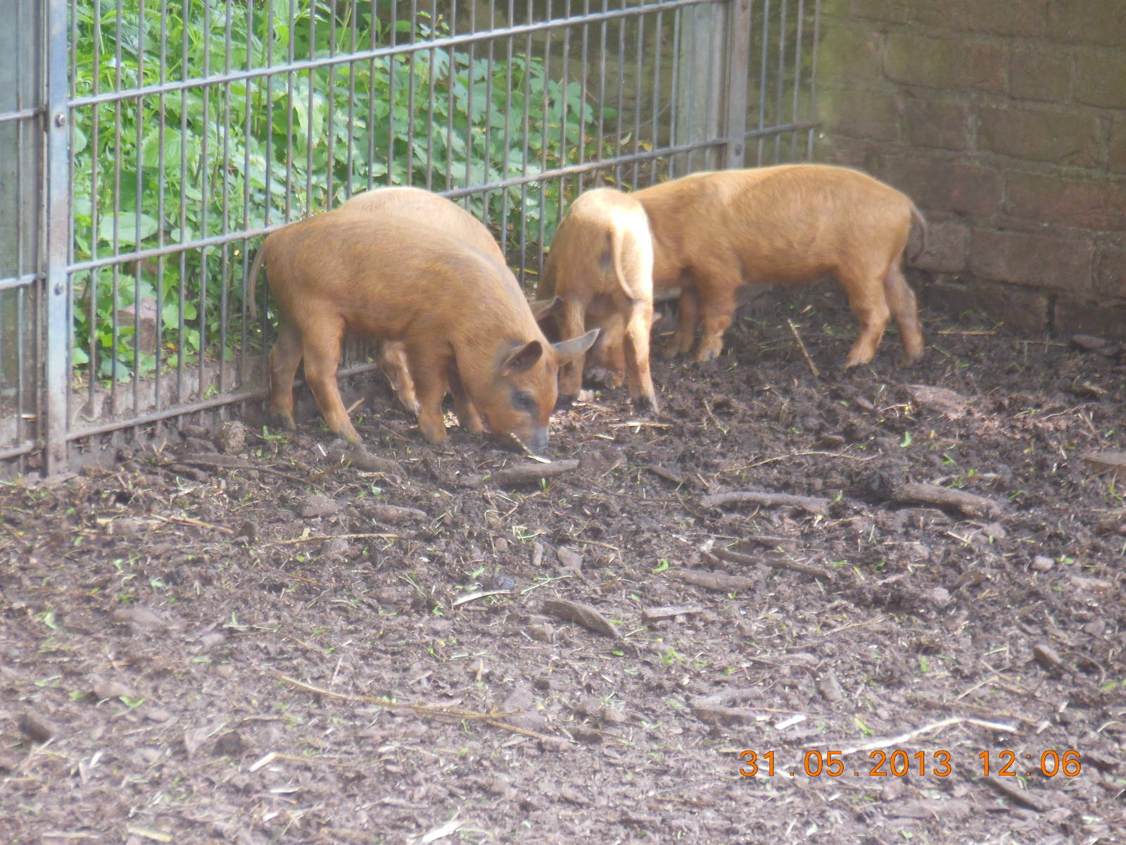 Mangalitza piglets