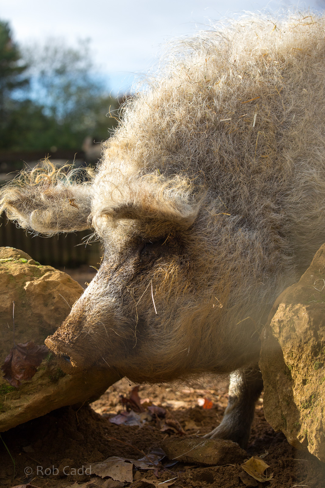 Mangalitza / woolly pig : Cotswold WP : 25 Oct 2014