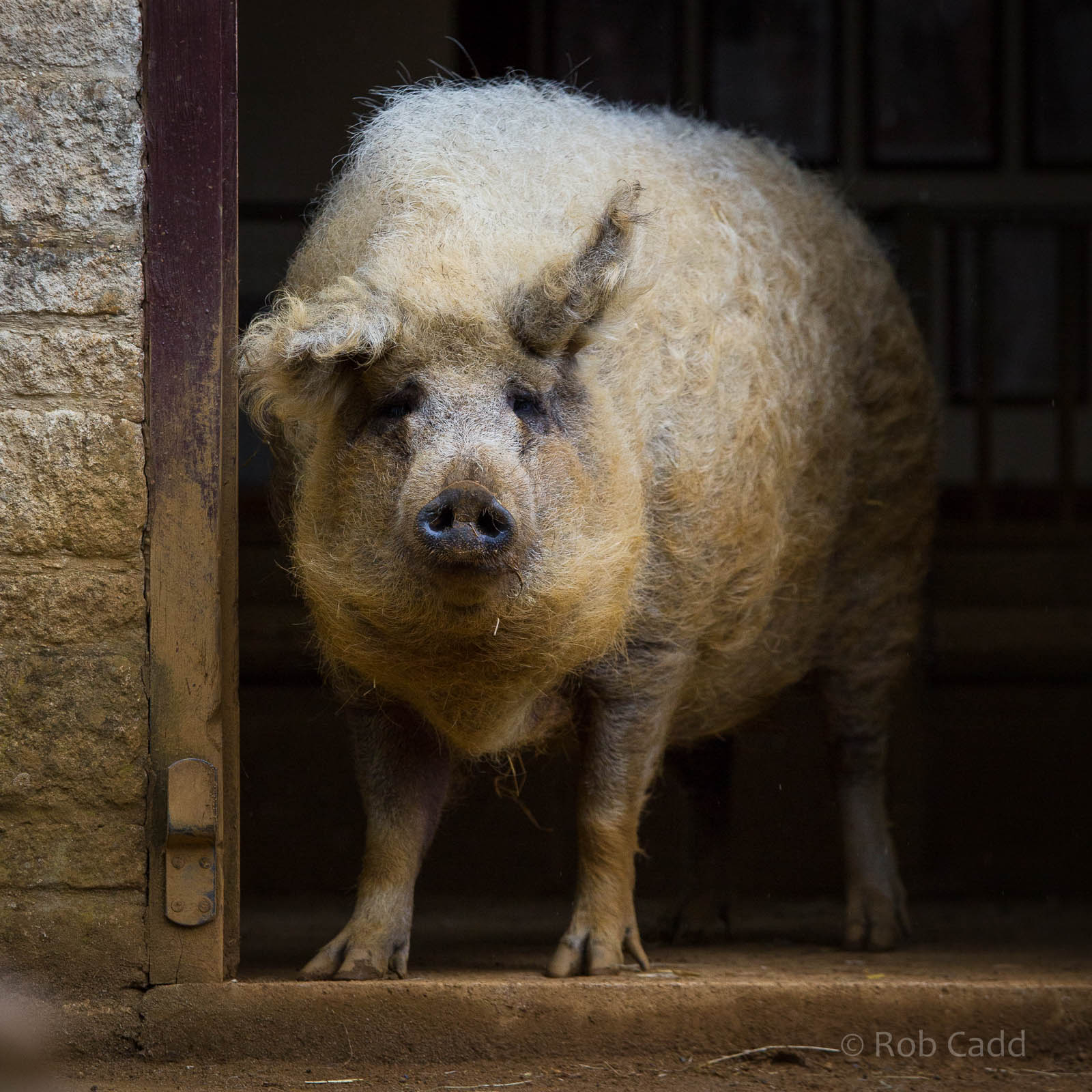 Mangalitza / Woolly pig : Cotswold WP : 27 Jun 2014