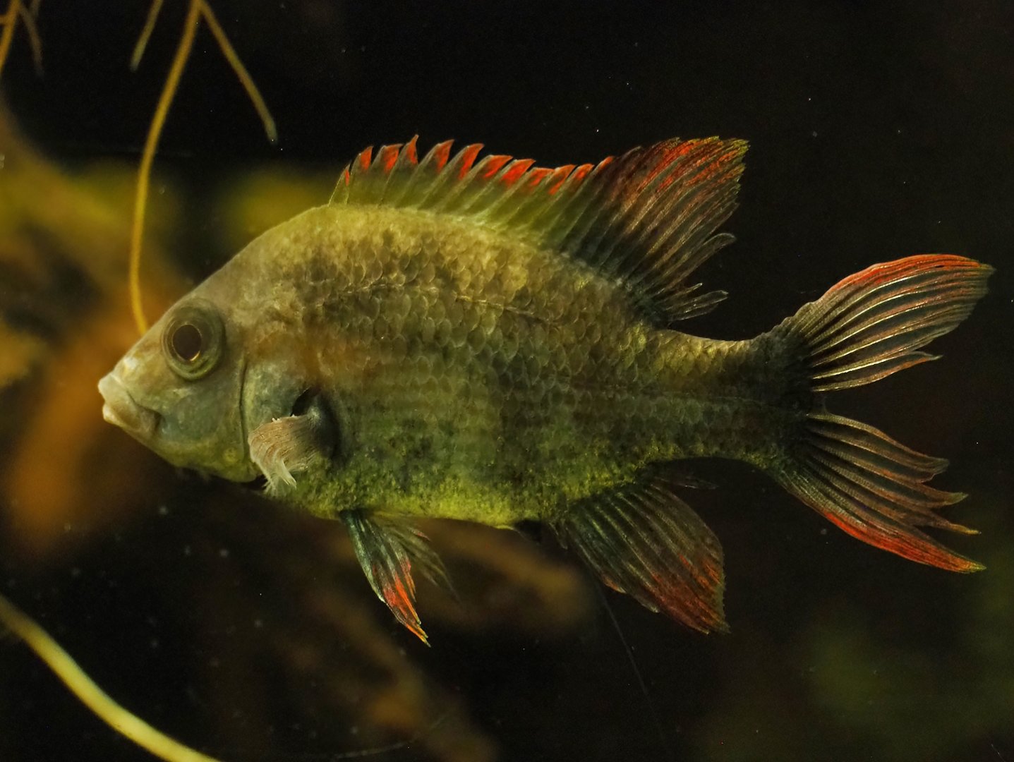 Mangarahara cichlid (Ptychochromis insolitus), 2023-08-17