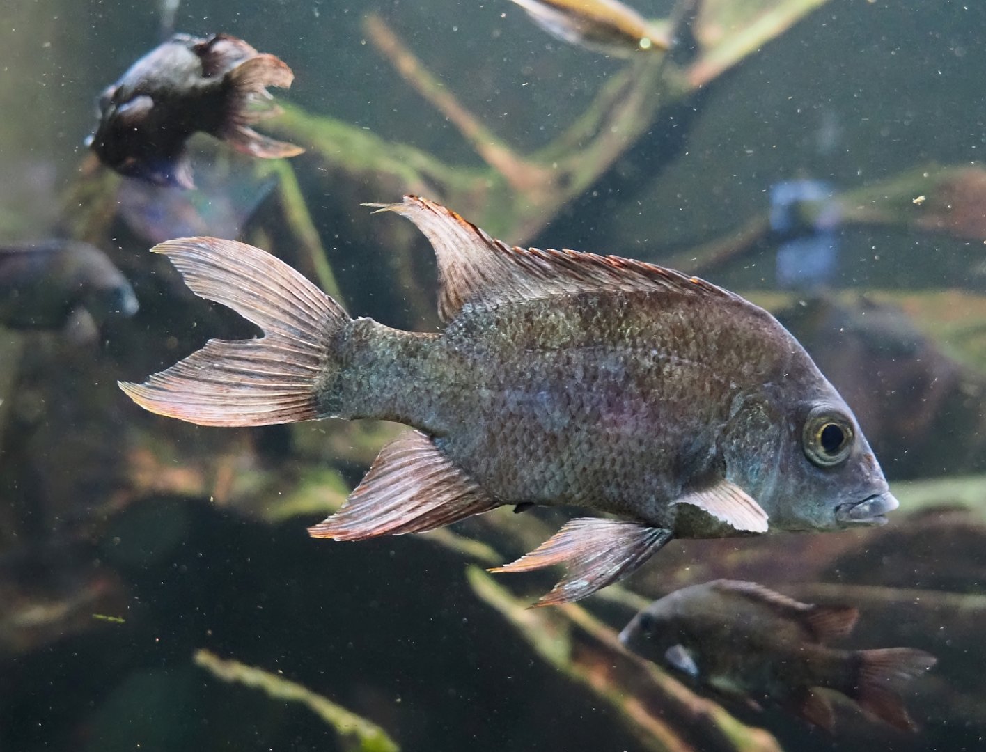 Mangarahara cichlid (Ptychochromis insolitus), 2024-06-08