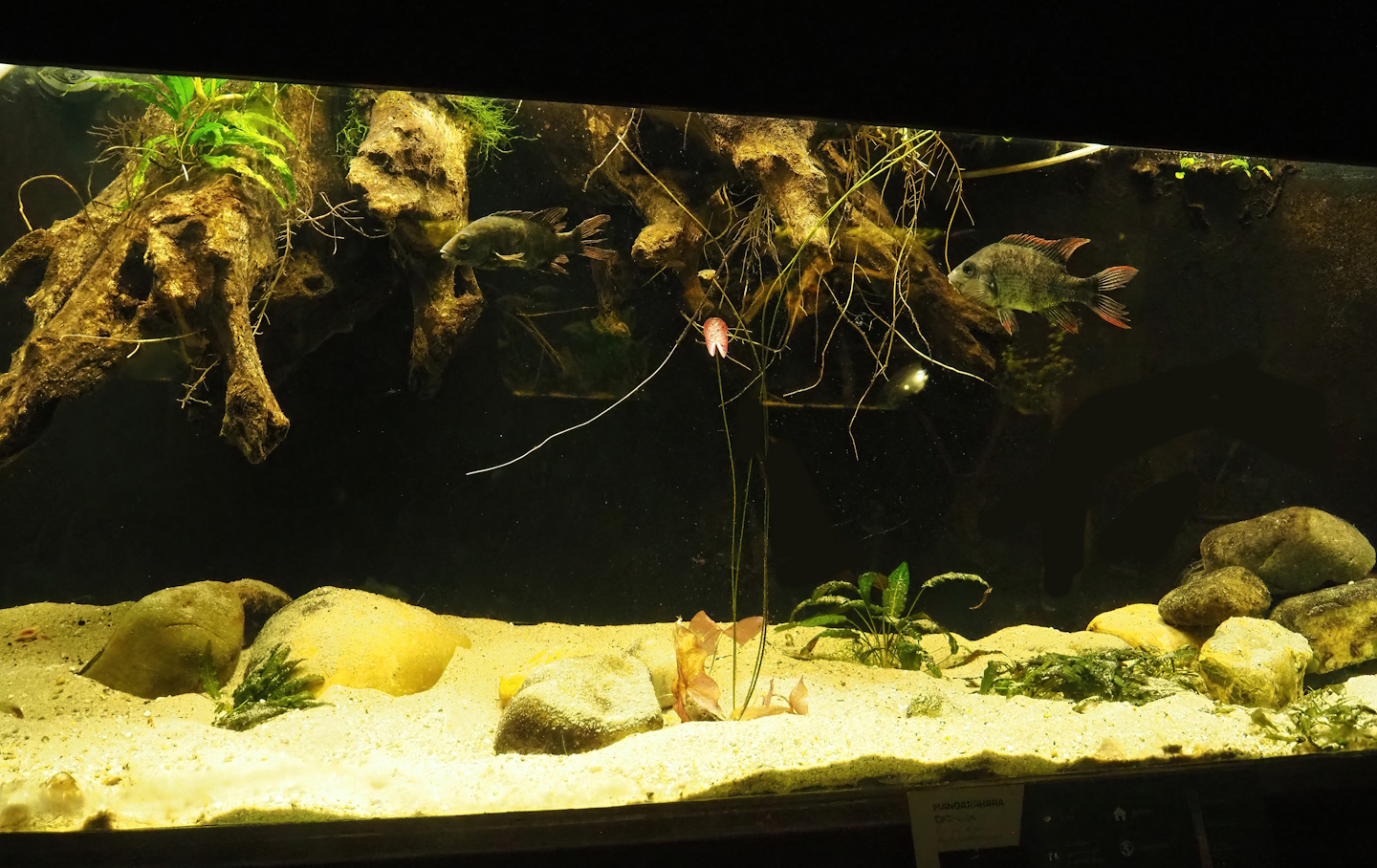 Mangarahara cichlid (Ptychochromis insolitus) tank, 2023-08-17