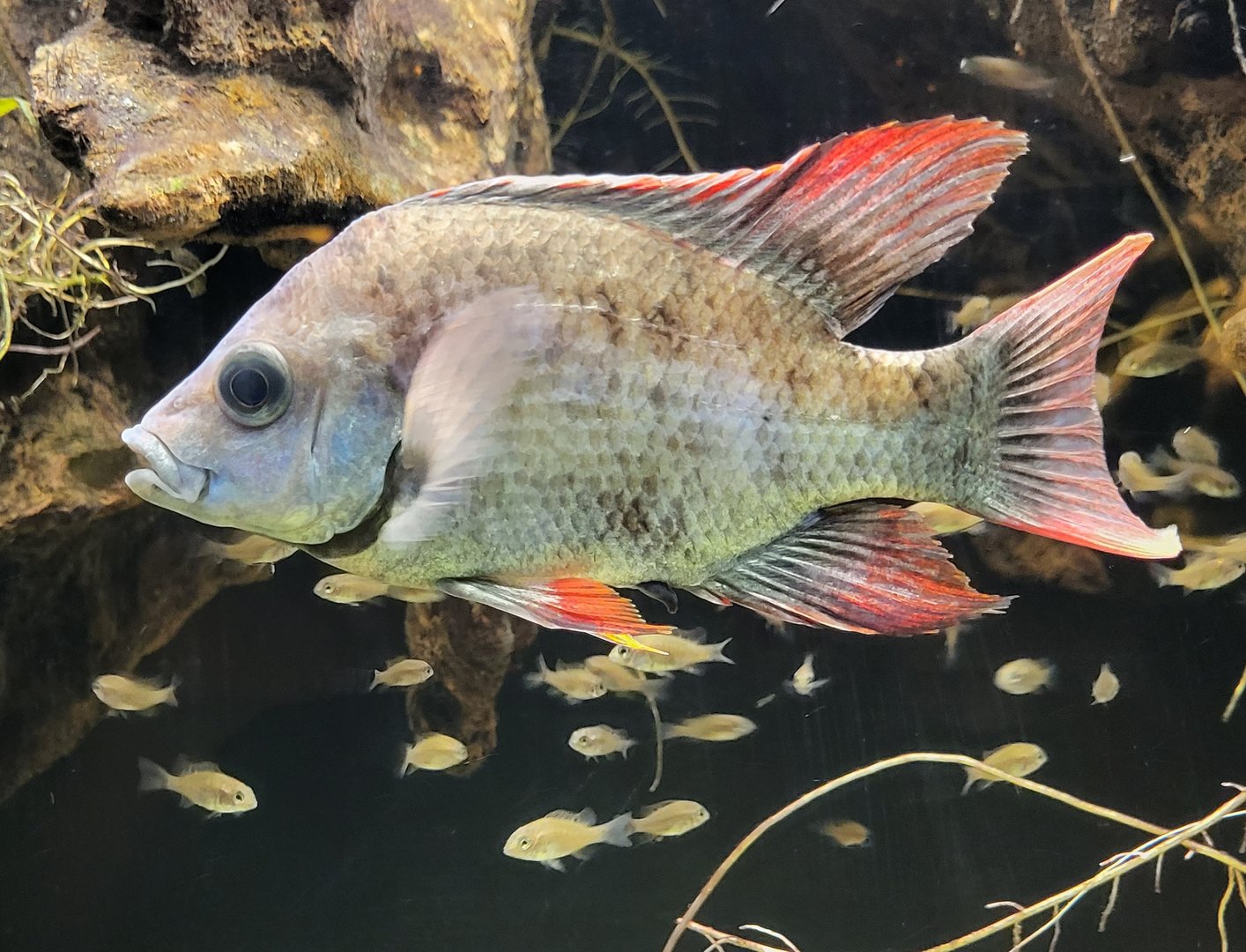 Mangarahara cichlid - Ptychochromis insolitus with young