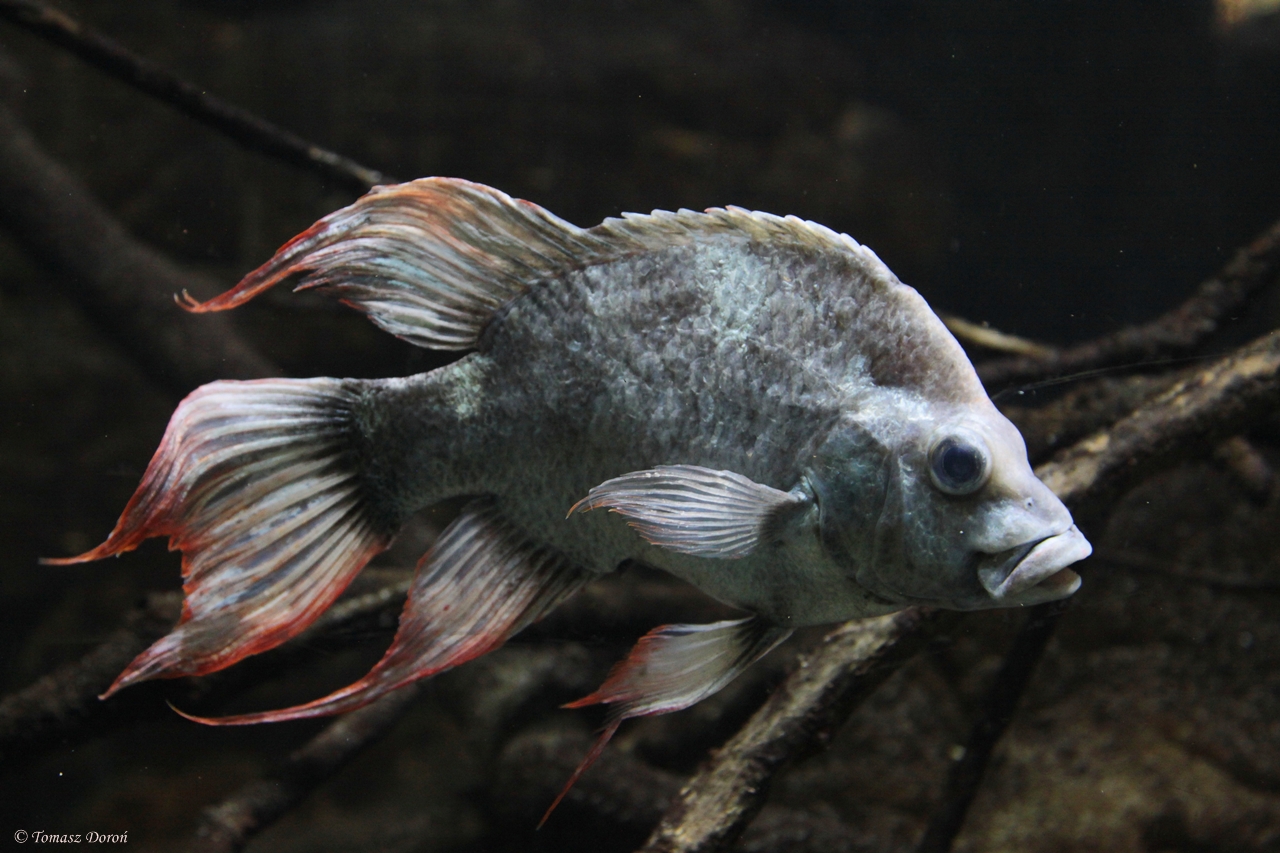 Mangarahara Cichlid (Ptychochromis insolitus)