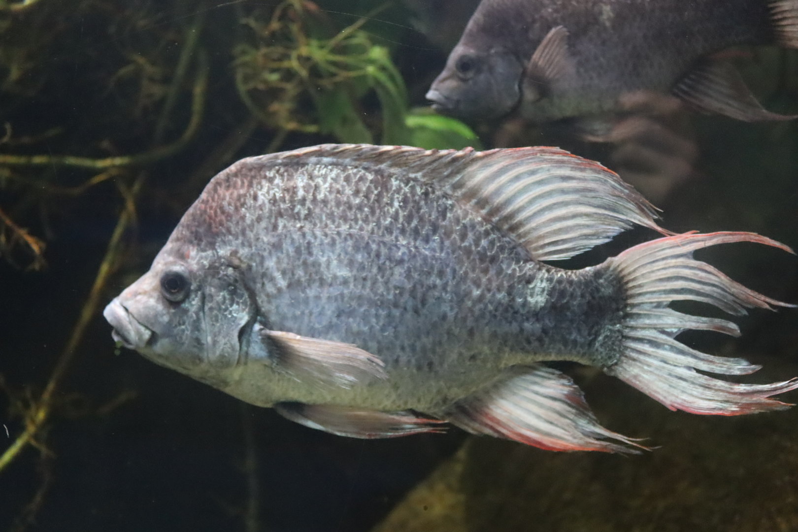 Mangarahara Cichlid (Ptychochromis insolitus)